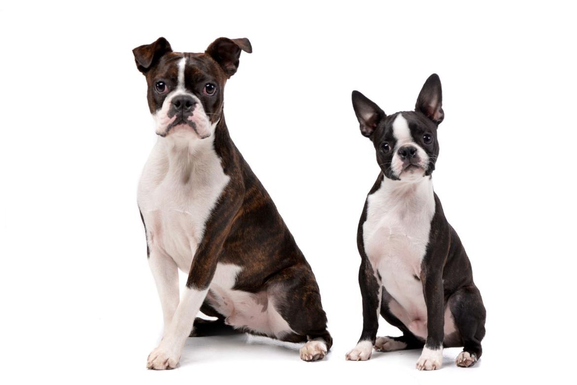 Celebrities with Boston terriers