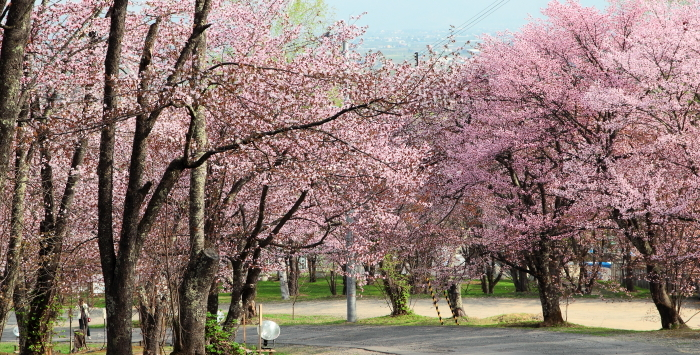 3.旭山公園