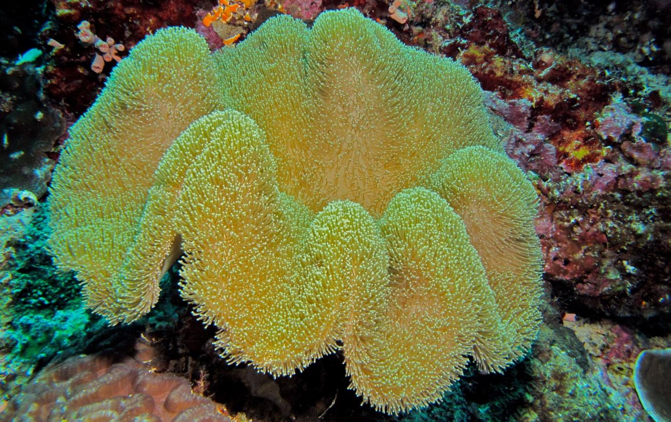 โลมาใช้ปะการังเป็นตู้ยาส่วนตัว2