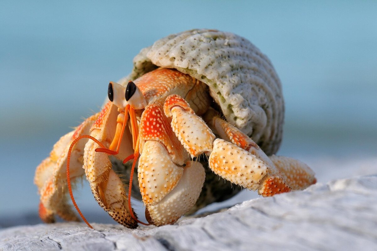 Hermit Crabs Molting