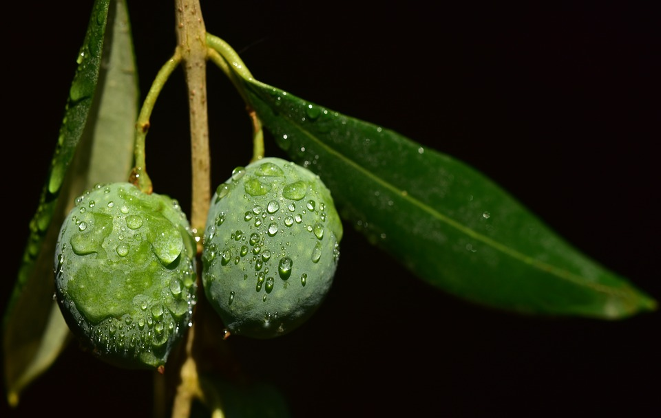 aceituna verde con gotas de agua. Banco de imágenes ESAO
