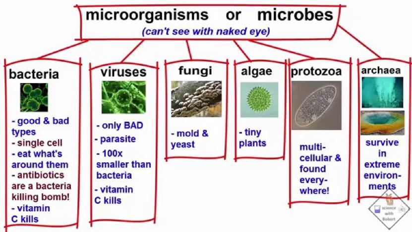 explanation of the types of microbes a science with bobert video short -  YouTube