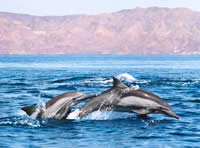 delfines en el mar de cortés