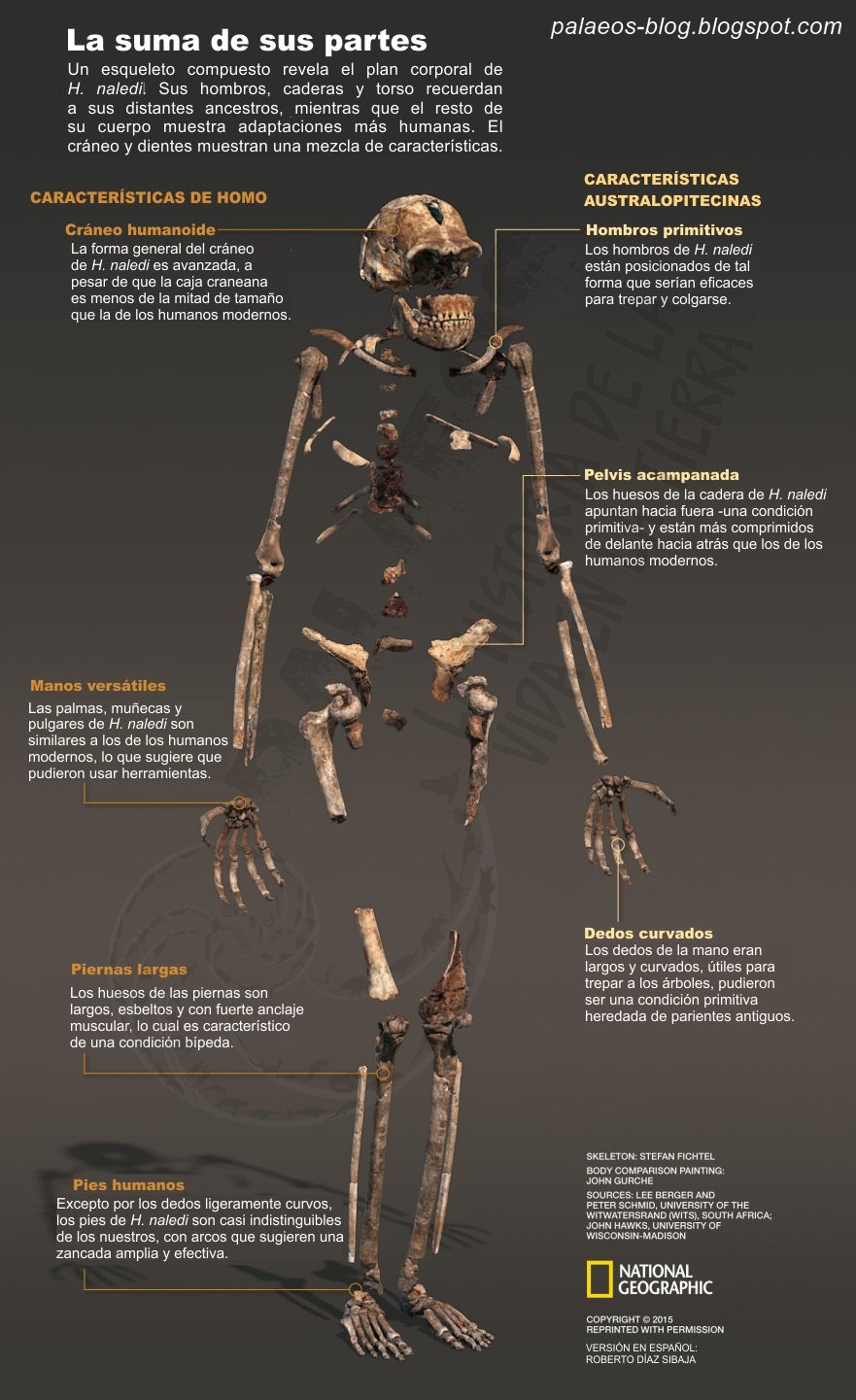 Homo naledi esqueleto -.jpg