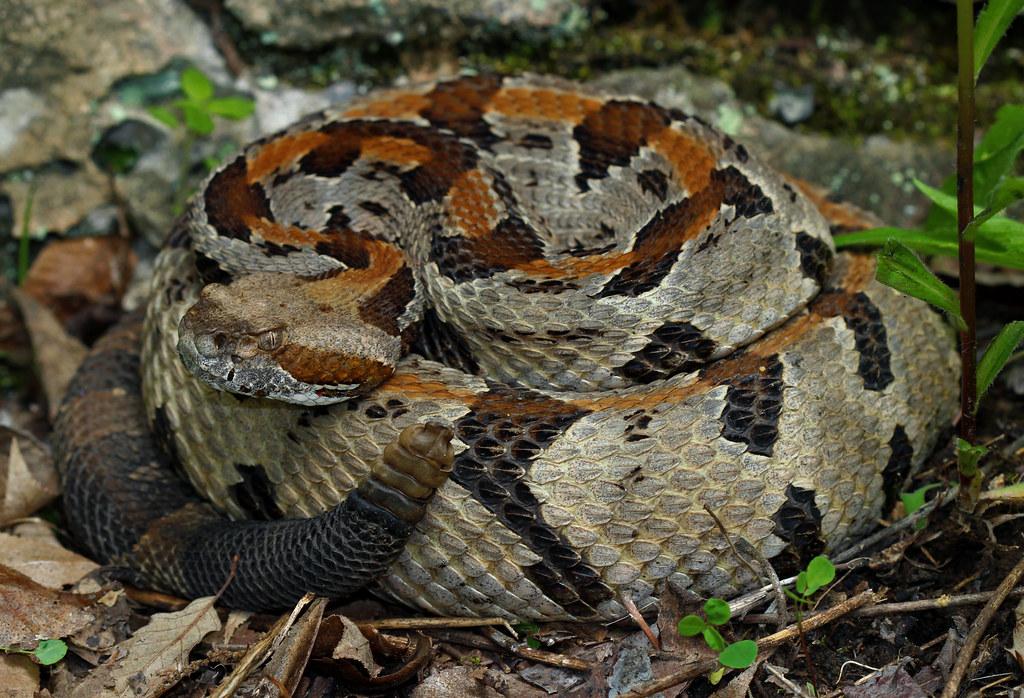 Timber Rattlesnake (Crotalus horridus) | May 10th, 2019 High… | Flickr
