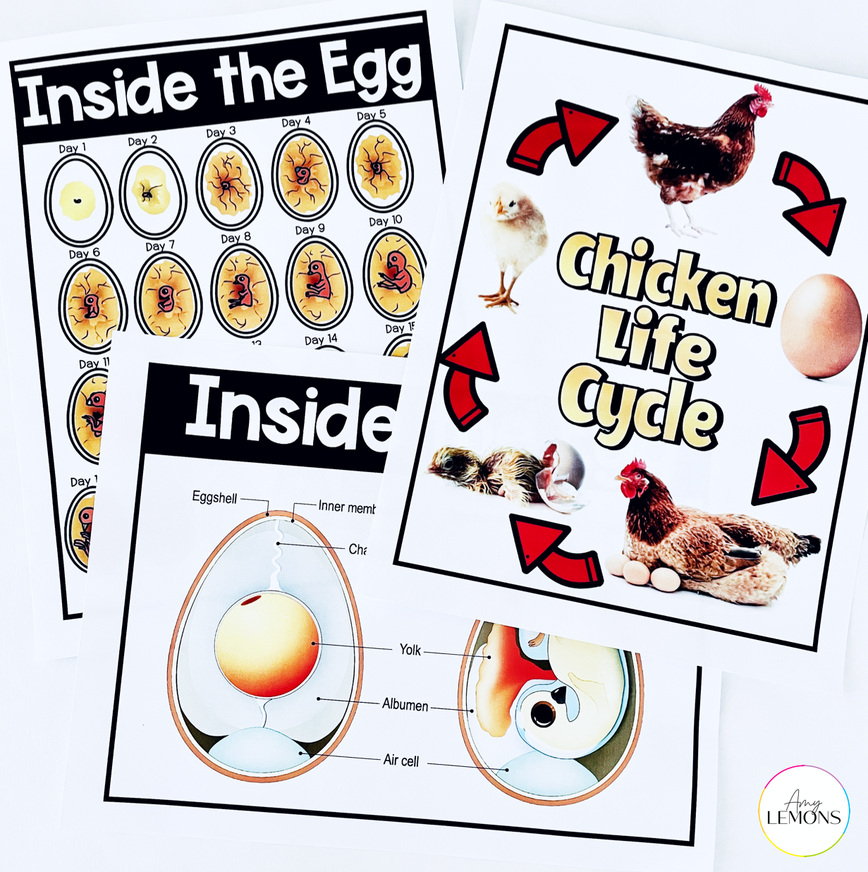 free life cycle activities for chicks with posters