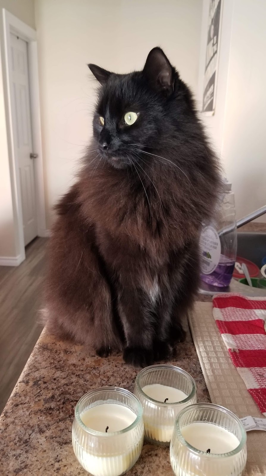 Boris the Blade is a black cat with a striking long coat