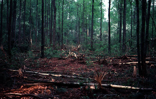 Temperate Deciduous Forest Landscape