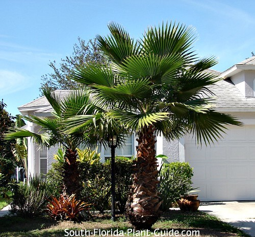 Mexican Fan Palm (Washingtonia robusta)