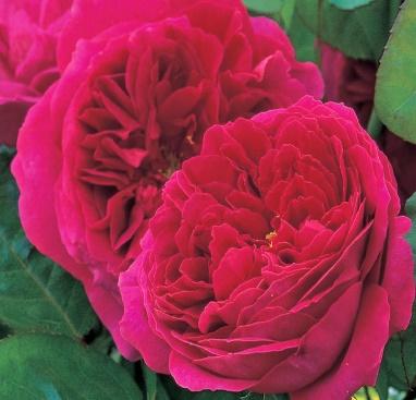 Englische Rose 'Othello' - Mein schöner Garten