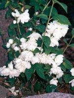 Ebajasmiin ´Snowbelle´, Philadelphus  ´Snowbelle´
