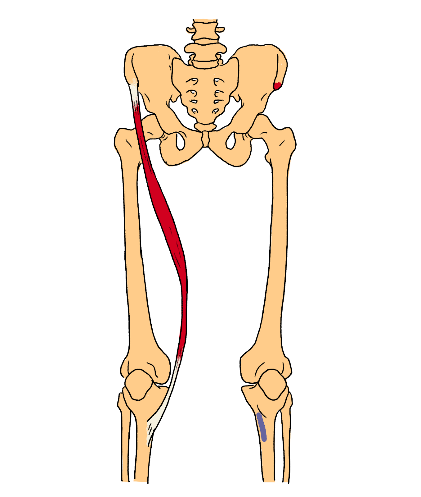 gracilis muscle origin