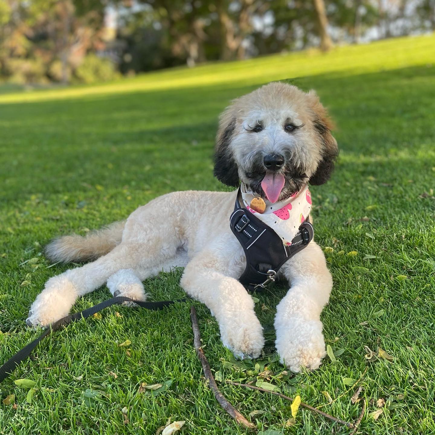 Photo by Reese Murphy on June 17, 2023. May be an image of golden retriever, Afghan hound and park.