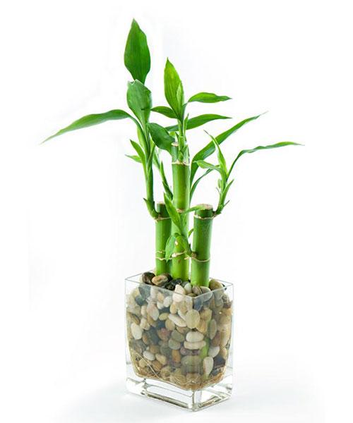 https://cf.ltkcdn.net/feng-shui/images/slide/195016-500x600-slide-9.jpg