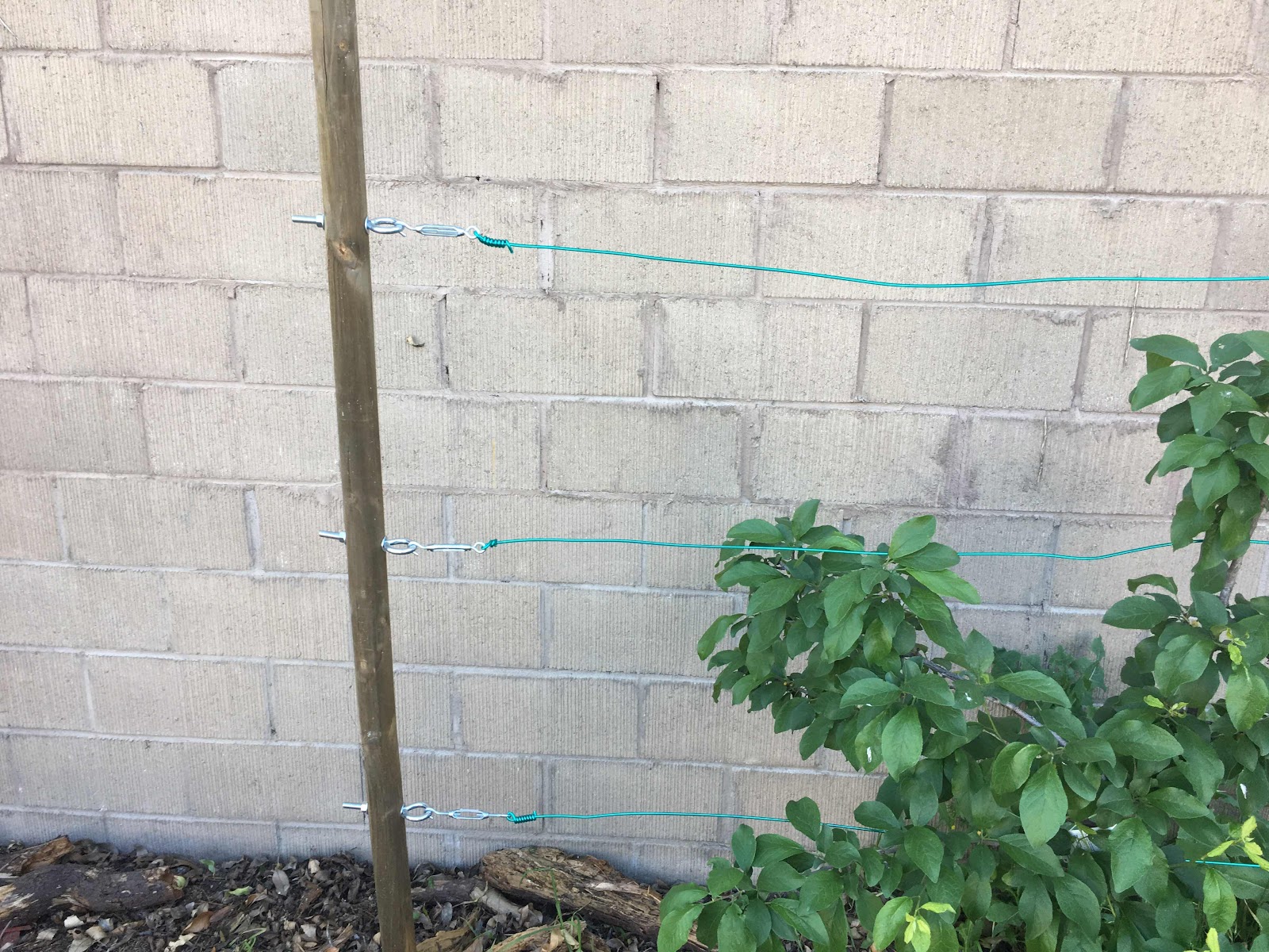 Finished espalier wires