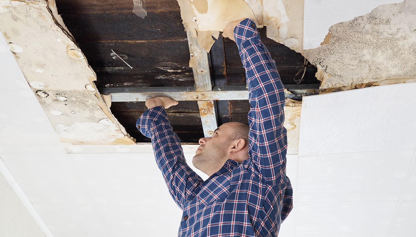 mold inspection service in Toronto