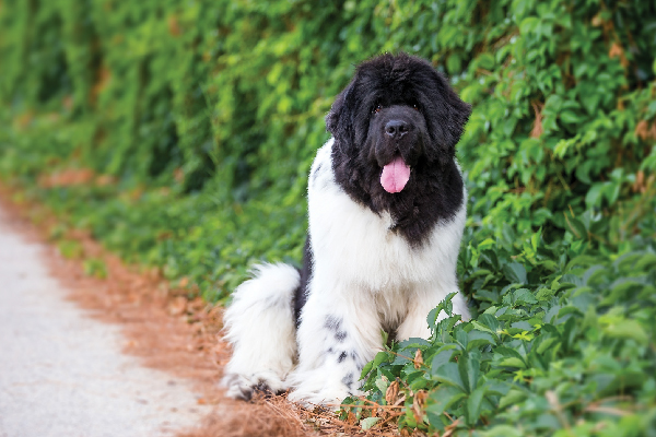 Newfoundland dogs are known for their patience and their very sweet personality.