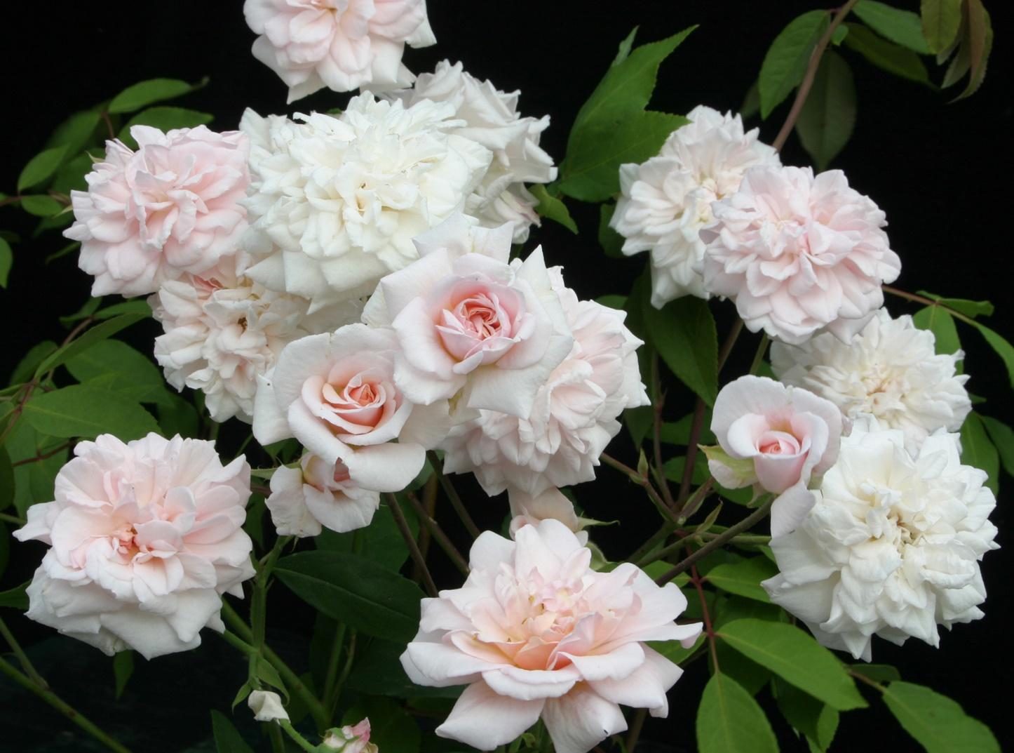 Fun Facts About Roses | Better Homes & Gardens