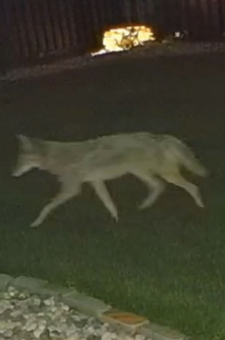 Gray coyote walking in suburban backyard caught on nest camera