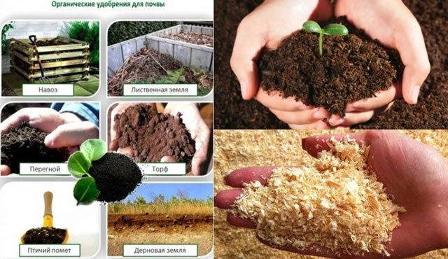 Органические удобрения для почвы