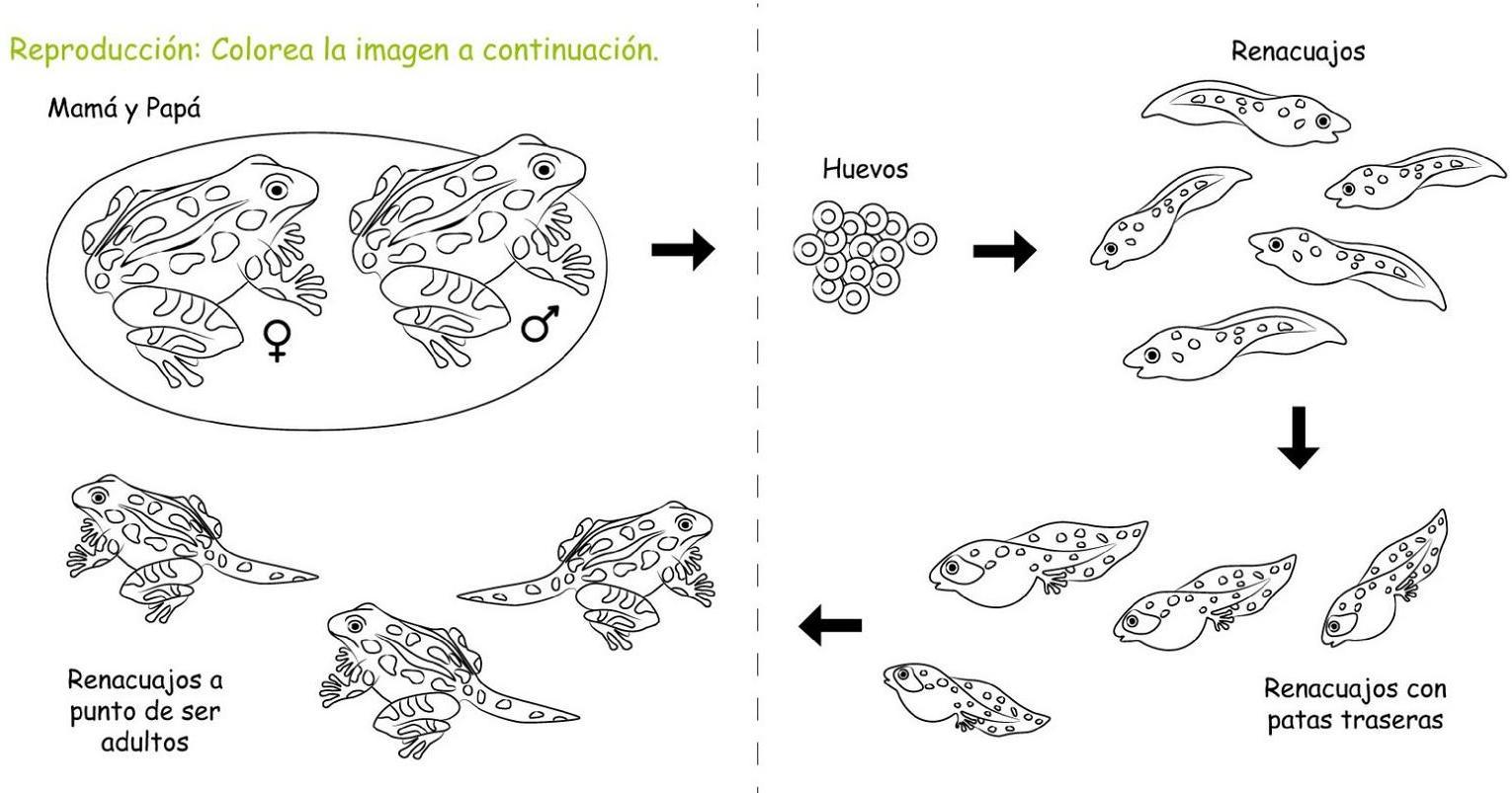 Resultado de imagen para dibujos de la reproduccion para colorear