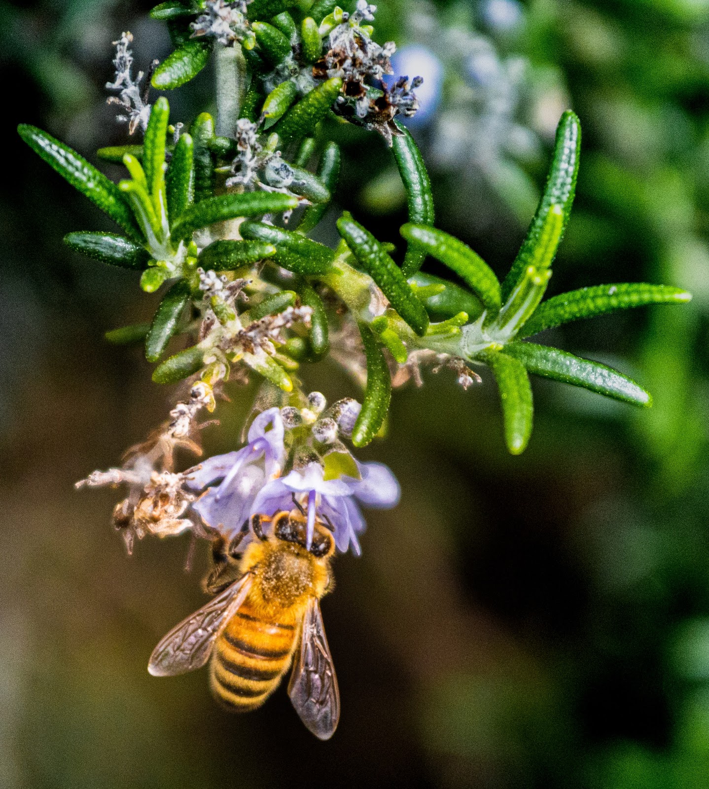 ست حقائق لاسعة عن نحل العسل! – Honey BEE Clever