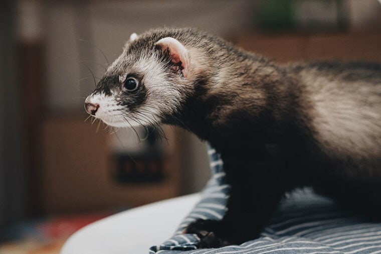 What Noise Do Ferrets Make