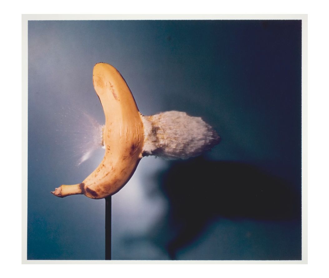 A banana is on a black stand, and the debris from a bullet being shoot through the banana is seen. 