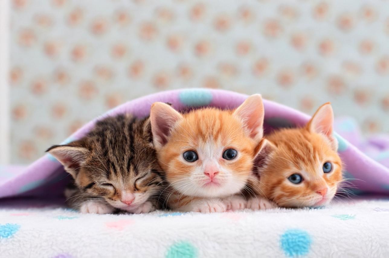 Cute kittens - Aranyos kiscicák - Megaport Media