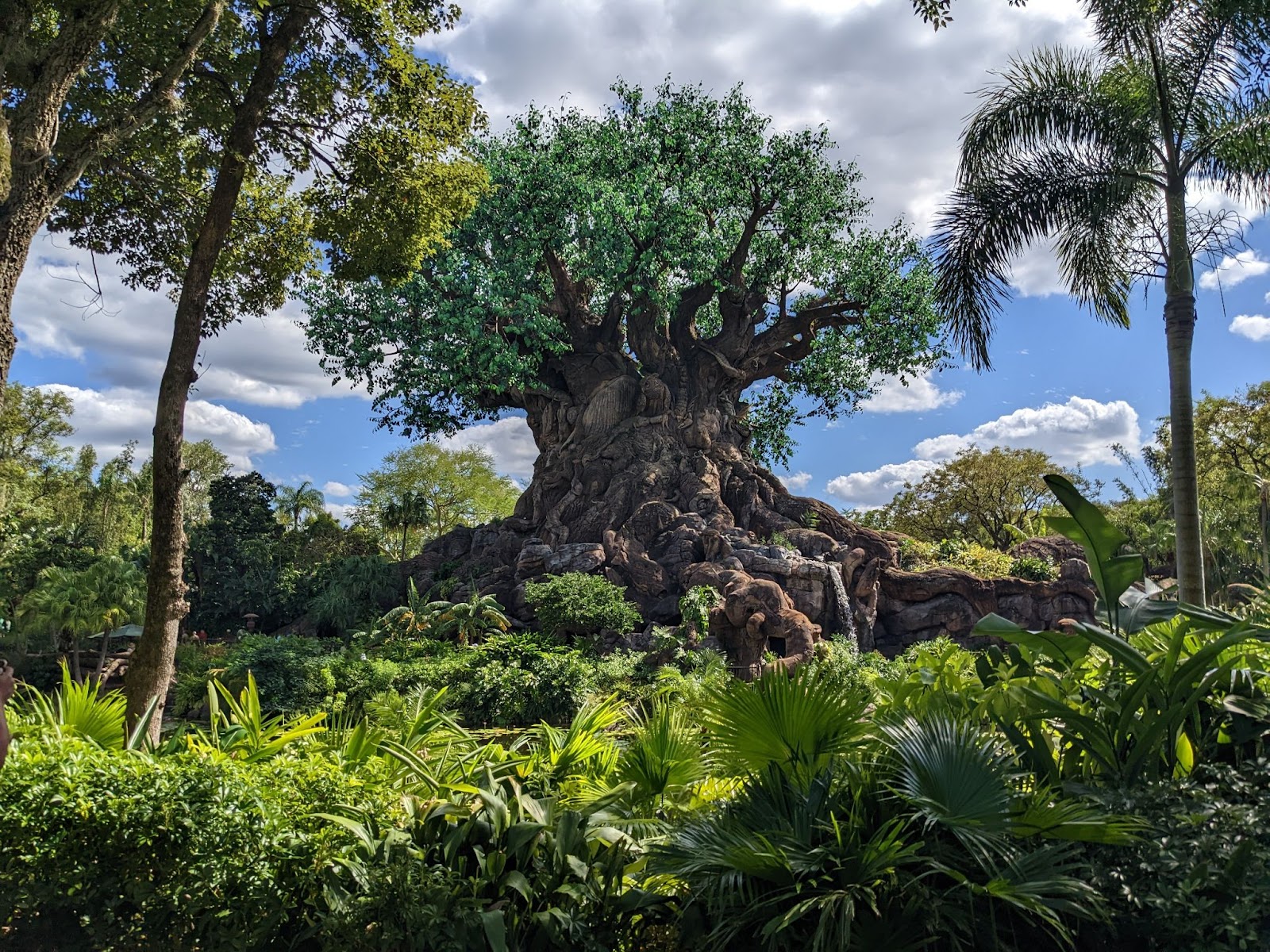 Photo of the Tree of Life at Animal Kingdom