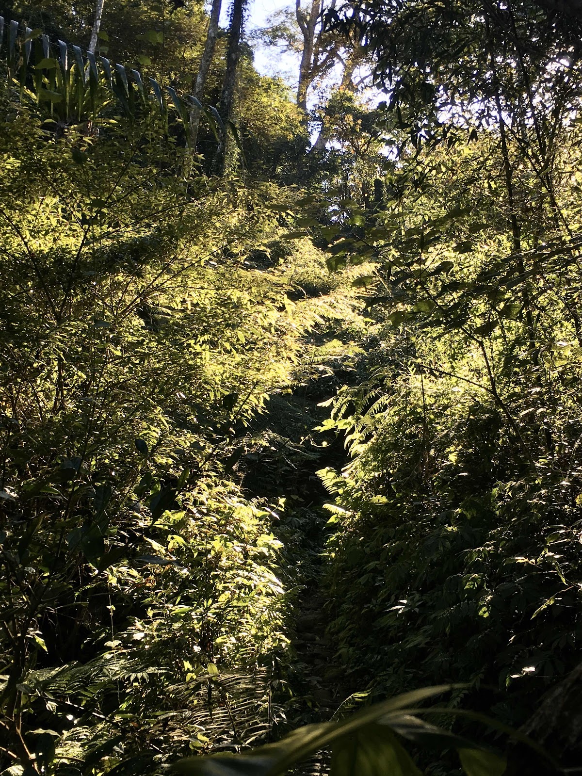 鳳鳴古道一景