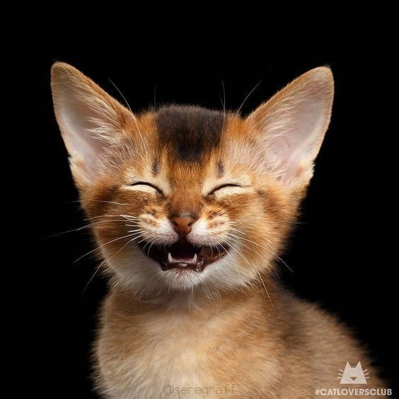 Cat - @seregraff #CATLOVERSCLUB