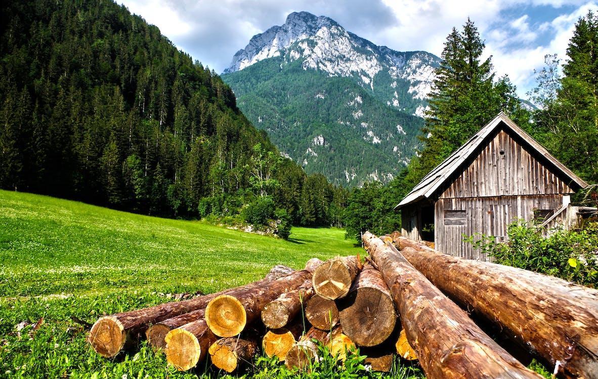 Champ et bois coupé dans les Alpes