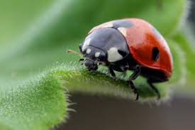Image result for eating bugs