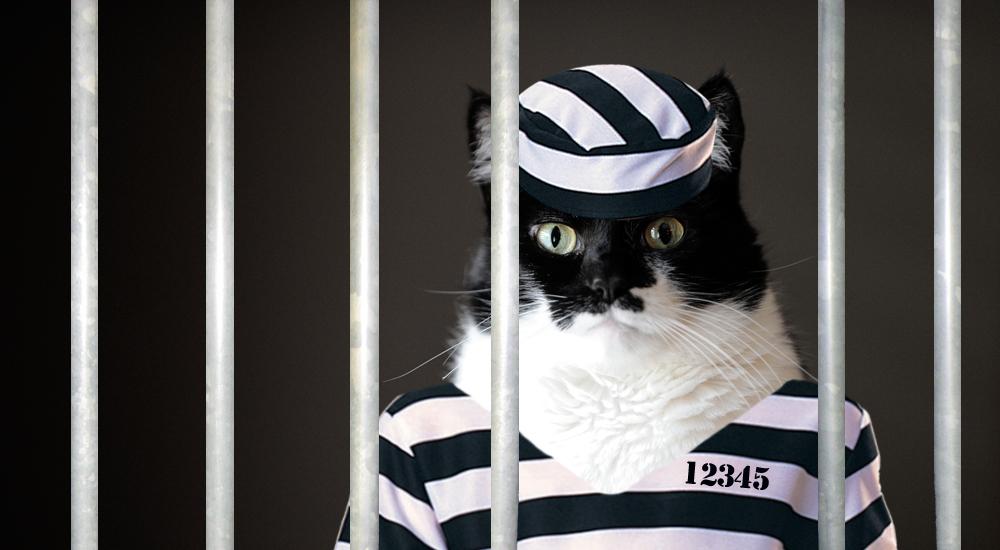 Image result for cat prison