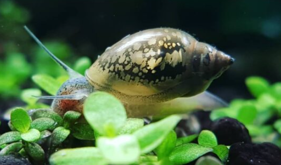 A snail on a plant

Description automatically generated with low confidence