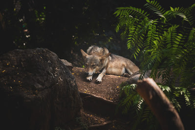 The African Wild Dog