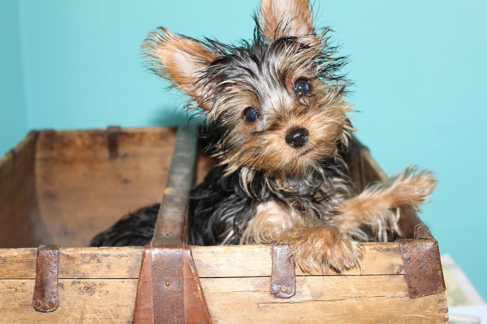 How To Crate Train A Yorkie?