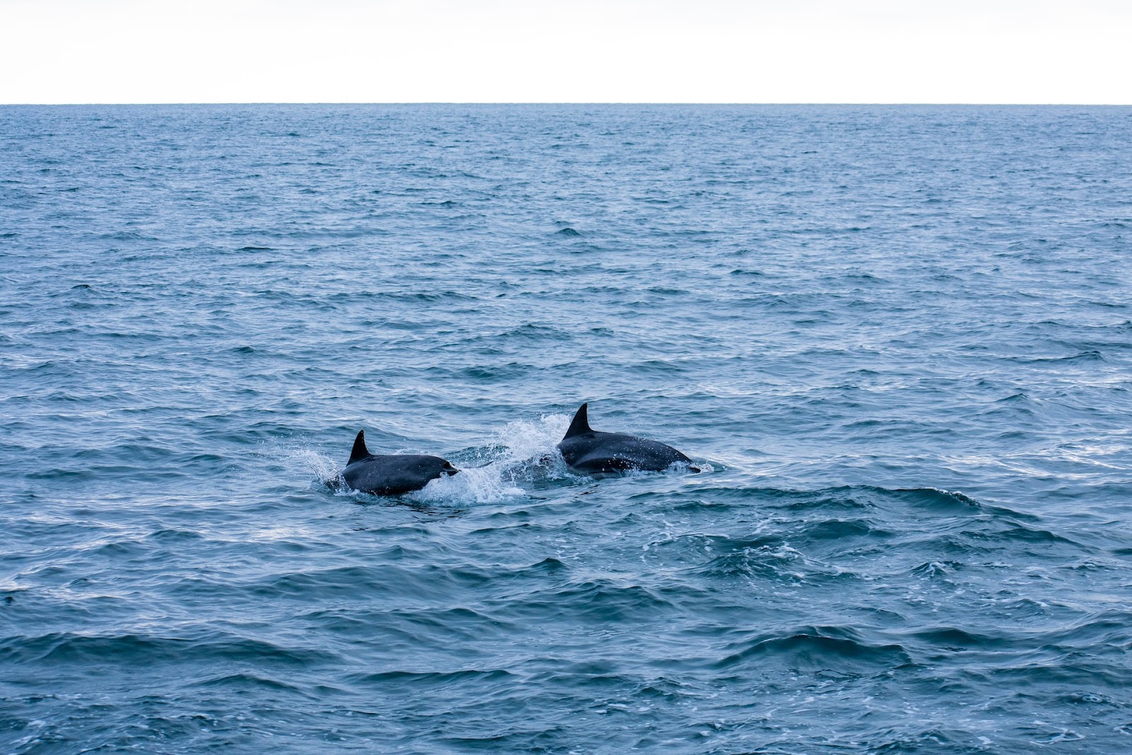 two dolphins swimming in the ocean