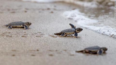 Sea Turtles coming back to beaches