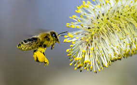 Résultat de recherche d'images pour "abeille pollinisation"