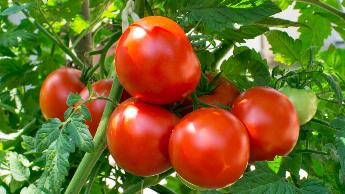 Factors That Affect Fruit on Tomato Plants