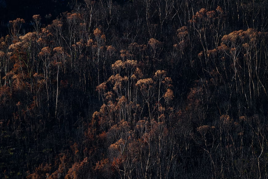 Blackened trees on a hill in the darkness.