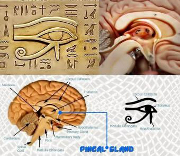 pineal-gland
