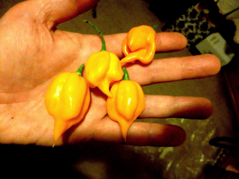 CY1p1mbTov4GeiJfgkWpqR9ShfZBYhova0cktkjAdKBo=s800