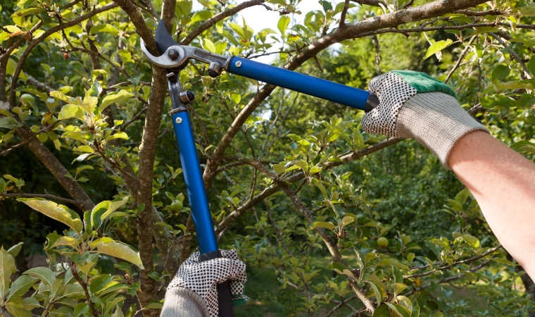 trimming tree branches for home maintenance