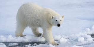 Mass Invasion' of Polar Bears Descends on Remote Russian Village as Climate  Change Melts Down Sea Ice