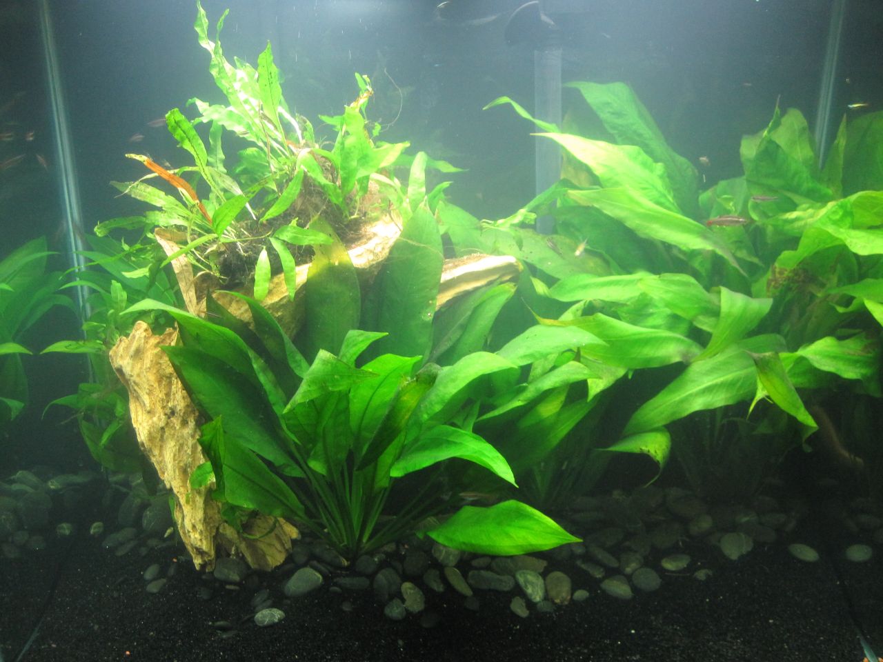 Sword plants in aquarium