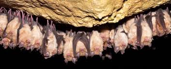 Image result for cave bats