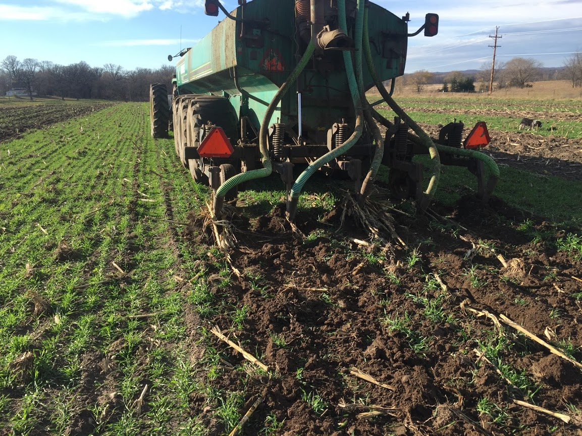 manure cover crop sweet corn peas